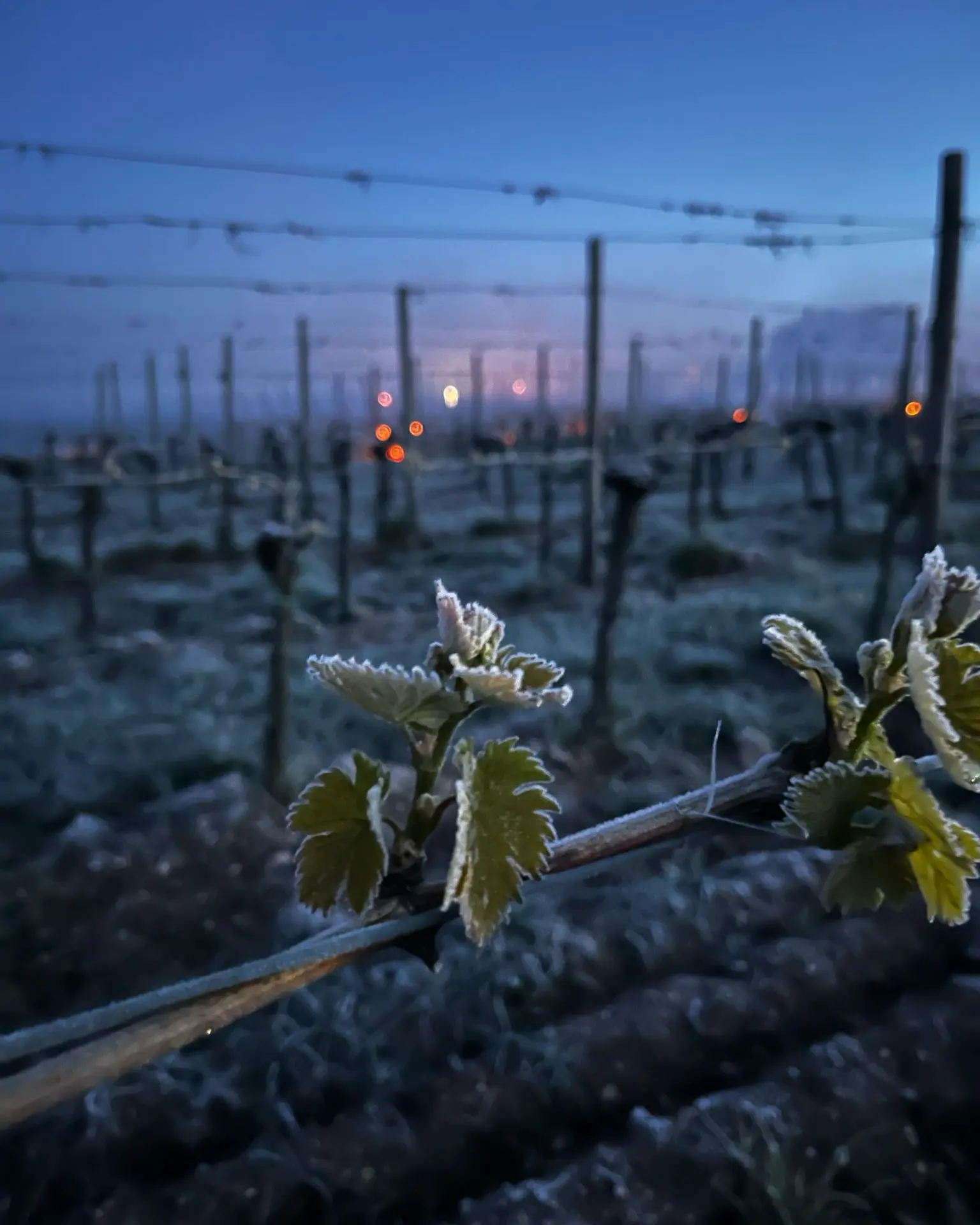 Spätfrost 8 Weinkühlmanschette